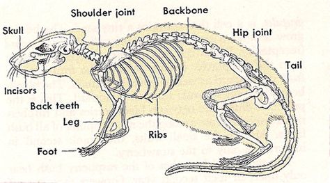 Rat Rat Skeleton Drawing, Rat Anatomy Drawing, Rat Skeleton Tattoo, Rat Reference, Rat Anatomy, Ratatouille Pixar, Rat Skeleton, Rattus Rattus, Rat Tattoo