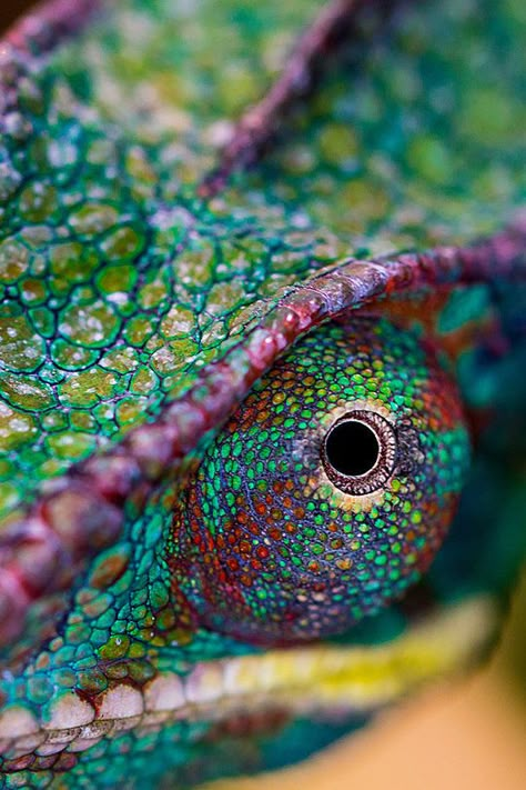 Chameleon's colorful eye ... awesome colors Beautiful Wild Animals, Types Of Chameleons, Regard Animal, Reptiles And Amphibians, Patterns In Nature, Wild Animals, Nature Animals, Amphibians, Beautiful Creatures