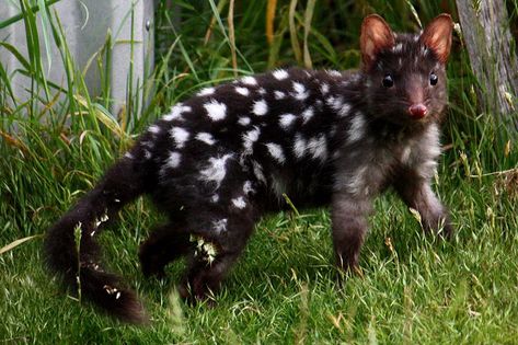 Eastern quoll (Dasyurus viverrinus) @Charla Montague... I don't know what it is... But it sure is cute!!!! Melanistic Animals, Australian Fauna, Australia Animals, Tasmanian Devil, Unusual Animals, Rare Animals, Australian Animals, Animal Facts, Weird Animals