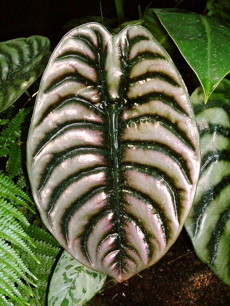 Alocasia Cuprea, Black Plants, Alocasia Plant, Elephant Ear Plant, Gothic Garden, Plants Are Friends, Leafy Plants, Plant Wishlist, Unusual Plants