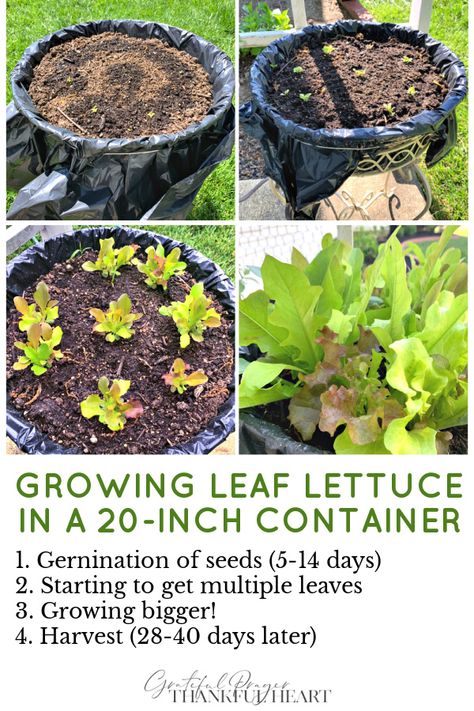 Grow Lettuce In Container, Lettuce Garden Container, Lettuce Container Garden, Lettuce Planters, Planting Lettuce In Containers, Lettuce In Pots, Growing Lettuce In Containers, Lettuce In Containers, Garden Small Space