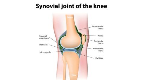 synovial fluid Study Tips For College, Body Attack, Synovial Fluid, Ligaments And Tendons, Tips For College, Body Joints, Shoulder Muscles, Yoga Help, Body Tissues