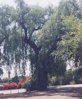 peppercorn tree 2 Pepper Tree, Big Trees, Sequoia Tree, Urban Forest, Tree Images, Big Tree, White Pepper, Tree Hugger, Tree Forest