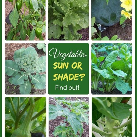 How Much Sunlight Do Your Vegetables Need to Grow? Gardening Plants, Garden Veggies, All Vegetables, Garden Yard Ideas, Food Garden, Fruit Garden, Veggie Garden, Edible Garden, Farm Gardens