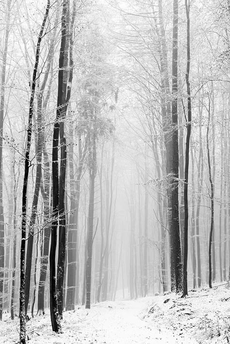 Winter forest in black and white | par janeway1973 Black White Christmas, Snow Forest, Winter Watercolor, Forest Background, Winter Wood, Foto Art, Winter Forest, Winter Pictures, Winter Trees