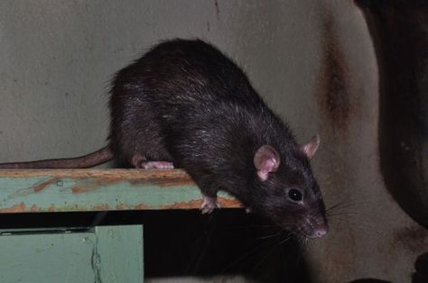 Rattus Rattus, Brown Rat, Black Rat, Rat King, It's Always Sunny In Philadelphia, Cute Rats, A Rat, Mouse Rat, Pet Rats