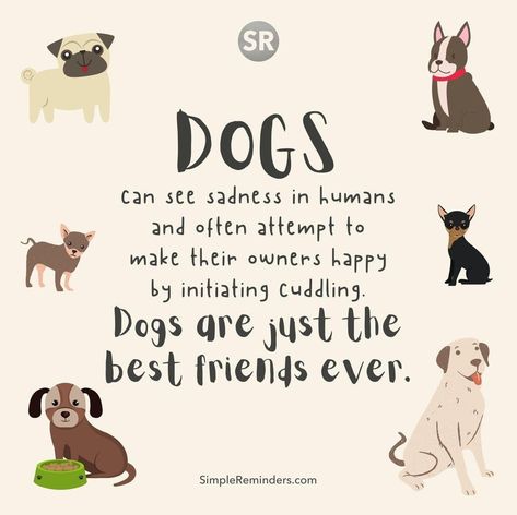 @gomcgill posted on their Instagram profile: “Dogs can see sadness in humans and often attempt to make their owners happy by initiating cuddling.…” Happy Dog Quotes, Animals Cuddling, Cuddle Quotes, Puppy Cuddles, Dog Advice, National Puppy Day, Happy Friendship Day, Bff Quotes, Instagram Dogs