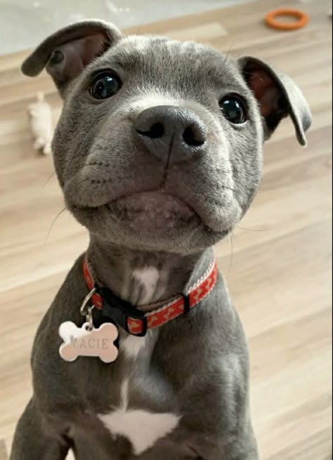 Staffy Dog Aesthetic, Baby Pitbulls Puppies, Pitbulls Aesthetic, Pit Bull Aesthetic, Puppies Staffy, Staffy Puppies, Dog Drawing Reference, Pitbull Aesthetic, Dog Videos Funny