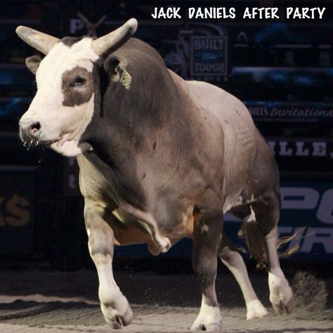 Jack Daniels After Party Winter Cowgirl, Pbr Bulls, Pbr Bull Riders, Pbr Bull Riding, Heat Of The Moment, Bucking Bulls, Cowboy Life, Rodeo Time, Professional Bull Riders