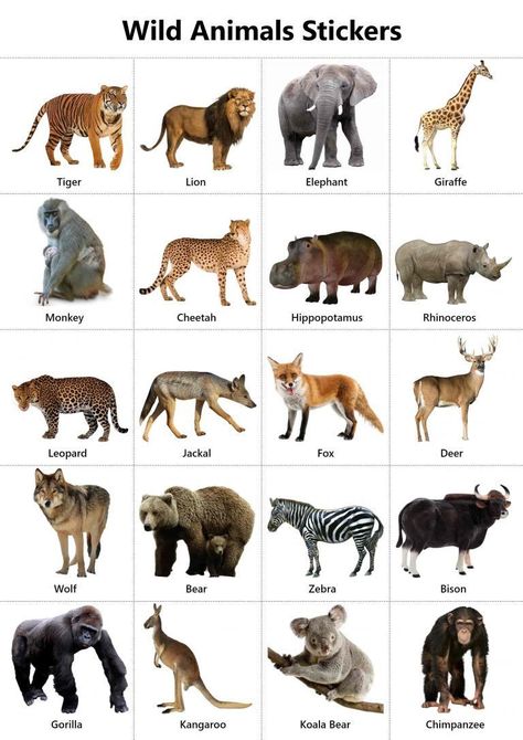 Wild Animal Nursery, Wild Animals List, Wild Animals Drawing, Funny Wild Animals, Wild Animals Attack, Animal Pictures For Kids, Animals Name In English, Animals Preschool, Animal Activities For Kids