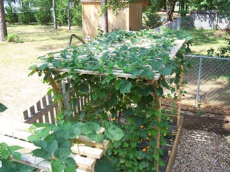 Click this image to show the full-size version. Pea Growing, Hops Trellis, Growing Vegetables From Seeds, Hop Farm, Sugar Snap Pea, Hops Plant, Herbal Garden, Snap Pea, Arizona Gardening