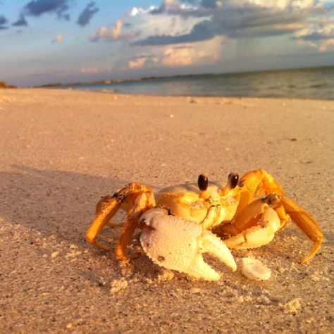 Crab On Beach, Crabs On The Beach, Tarpon Fishing, Crab Stuffed Shrimp, Anna Banana, Water Drawing, Summer Backgrounds, Crustaceans, Island Vibes