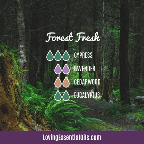 Eucalyptus Diffuser Blends - 10 Respiratory Essential Oil Recipes Forest Essential Oil Blend, Eucalyptus Diffuser Blends, Essential Oil Combos, Scent Blends, Essential Oil Perfumes Recipes, Essential Oil Combinations, Doterra Essential Oils Recipes, Lavender Orange, Essential Oil Diffuser Blends Recipes