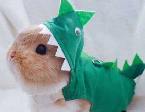 Costume Dinosaure, Pet Bunny Rabbits, Cute Bunny Pictures, Bunny Stuff, Fluffy Cows, Rabbit Care, Dinosaur Costume