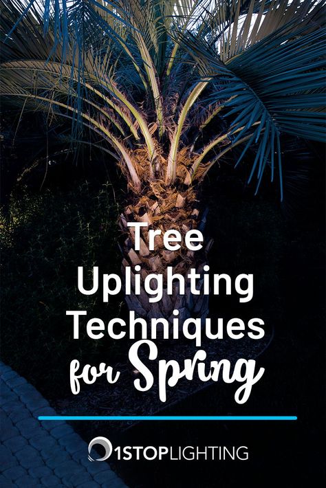 In past articles, we’ve discussed landscape lighting techniques that can be used to spotlight the natural features of your outdoor space. Now we’ll go into further detail on tree uplighting techniques. Tree Uplighting, Outdoor Lighting Design, Diy Outdoor Lighting, Outdoor Trees, Lighting Techniques, Dramatic Lighting, Outdoor Light Fixtures, Well Lights, Lighting Guide