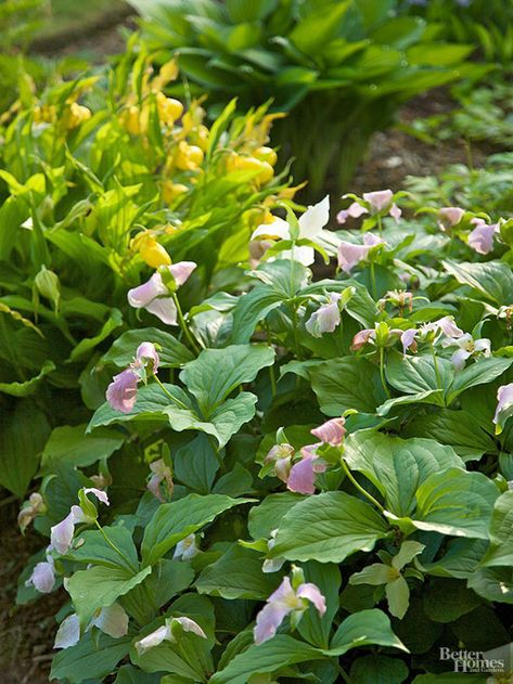 These easy-care plants bloom early in a variety of unique flower forms and colors. In this shady border, 'Roseum' trillium and yellow lady's slipper are beautiful in April and May. #gardening #gardenideas #perennialtips #perennialflowers #perennialgarden #bhg Shady Border, Easy Perennials, Hardy Hibiscus, Lady Slipper, Best Perennials, Fragrant Plant, Garden Shrubs, Easy Care Plants, Summer Plants