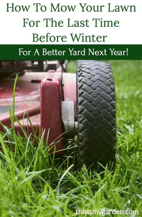 Winter Lawn Care, Lawn Mower Maintenance, No Mow Grass, Fall Lawn, Winter Health, Lawn Care Tips, Fall Care, Lawn Maintenance, Summer Lawn