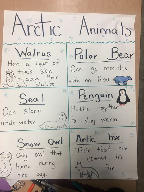 Arctic Animal Anchor chart. School kindergarten elementary polar animals Arctic Animals For Preschool, Arctic Habitat Preschool, Arctic Animal Songs Preschool, Polar Region Animals, Arctic Animals Preschool Science, Polar Animals Kindergarten Activities, Artic Animal Bulletin Board Ideas, Pre K Artic Animals, Arctic Theme Art