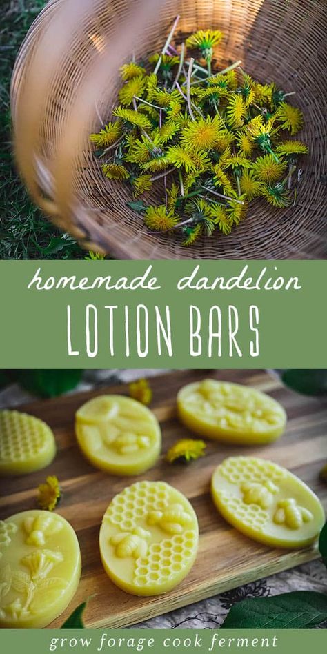 Dandelion Lotion Bars: DIY Lotion Bars Recipe for Spring - If you're looking for ways to use dandelions this spring, you'll love this dandelion recipe for homemade lotion bars. Using dandelions for skin care is a great way to take advantage of dandelion skin benefits. These little wild weeds are soothing to the skin when combined with nourishing oils. dandelion oil benefits | dandelion skin care | homemade lotion recipe | homemade lotion with coconut oil Dandelion Lotion, Diy Lotion Bars, Diy Dandelion, Medicinal Flowers, Homemade Lotion Recipe, Dandelion Oil, Lotion Bars Diy, Lotion Bars Recipe, Herbal Remedies Recipes