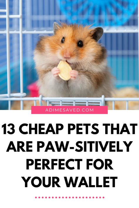 Whether you’re a first-time pet owner or simply looking to add a new member to your household, consider these affordable and low-maintenance pets. Let’s explore some of the cheapest pets to own, inspired by community discussions. Easy Pets To Take Care Of, Pets For Kids, Low Maintenance Pets, Farm Images, Stick Insect, Ant Farms, Social Behavior, Hiding Spots, Easy Cheap