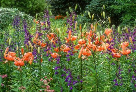 Garden ideas, Border ideas, Plant Combinations, Flowerbeds Ideas, Summer Borders, Summer Borders, Fall Borders, Lilium lancifolium, Tiger lily, Lobelia speciosa Tiger Lily Garden, Tiger Lilies, Lily Garden, Lily Bulbs, Best Perennials, Garden Shrubs, Traditional Garden, Herbaceous Perennials, Hardy Perennials