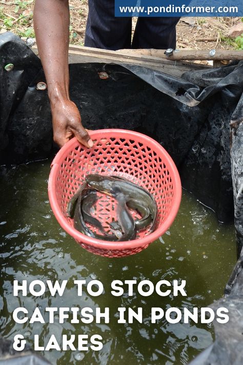 Guide to stocking catfish in ponds & lakes, with information on popular types of catfish for ponds, how to prepare your pond for catfish, how to create a stocking plan, and more! Catfish Pond, Fish Pond Ideas, Survival Knowledge, Catfish Farming, Big Pond, Blue Catfish, Shrimp Farming, Sustainable Farm, Fish Healthy