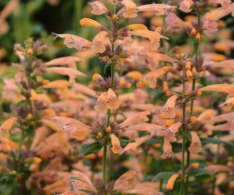 Rozanne Geranium, Hummingbird Mint, Anise Hyssop, Butterflies And Hummingbirds, Mint Garden, Easy Perennials, Scent Garden, Mango Tango, American Meadows