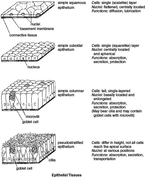 Epithelial Tissue Epithelium Tissue Notes, Epithelial Tissue, Tissue Biology, Biology Anatomy, Massage School, Basement Membrane, Human Biology, Medical Notes, Human Tissue