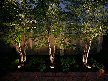 River Birch Trees Landscape, Tree Uplighting, River Birch Trees, Brick Courtyard, Birch Trees Landscaping, Landscape Design Ideas, Roof Gardens, River Birch, Privacy Landscaping