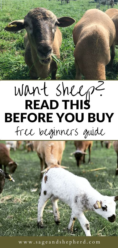 Raising sheep are my favourite! But there are some things you should know before you buy. Click to read and download my free beginners guide to raising sheep. Easy Farm Animals To Raise, Raising Sheep For Beginners, Sheep Keeping, Raising Lambs, Keeping Sheep, Textile Animals, Milking Goats, Psalm 1 3, Raising Sheep