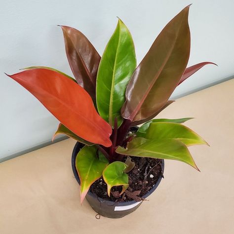 Prince of Orange - You’re Going to “Fall” for Philodendron Red Sun Philodendron, Imperial Red Philodendron, Philodendron Prince Of Orange, Philodendron Orange Marmalade, Philodendron Red Moon, Philodendron Care, Prince Of Orange, Air Layering, Orange Plant