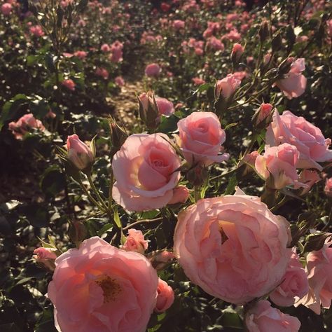 Florals Aesthetic, Red Minimalist, Tout Rose, Plants Are Friends, Flowers Rose, Nature Aesthetic, Love Flowers, Pink Aesthetic, My Flower