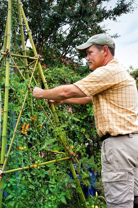 DIY Bamboo Trellis Tower with this How-to | Bonnie Plants Indeterminate Tomatoes, Garden Trellis Designs, Vining Plants, Tomato Trellis, Bamboo Diy, Vine Trellis, Diy Garden Trellis, Bamboo Trellis, Diy Trellis