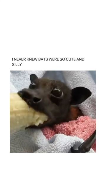 Bats Cute, Cats Instagram, Pets Cute, Cute Bat, Animal Wildlife, Super Cute Animals, Pretty Animals, Cute Photography, Silly Animals