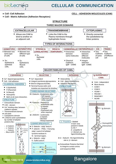 Cell Communication Phd Hacks, Biotechnology Careers, Cell Communication, Biology College, Cell Metabolism, Learn Biology, Mcat Prep, Cell Organelles, Science Models