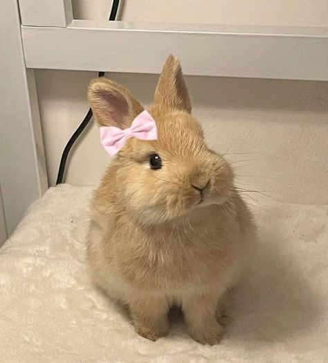 Pet Bunny Rabbits, Cute Bunny Pictures, Cute Small Animals, Pet Bunny, Bunny Pictures, Pretty Animals, Silly Animals, Cute Animal Photos