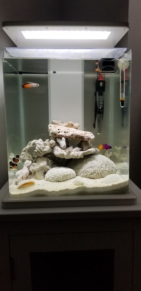 Clownfish Tank Ideas, Aquarium Set Up, Clown Fish Tank, Planted Betta Tank, Axolotl Tank, Aquarium Garden, Aqua Tank, Aquarium Set, Cool Fish Tanks