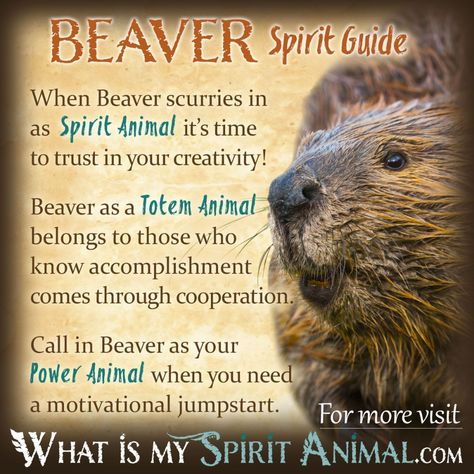 Beaver Symbolism & Meaning | Spirit, Totem & Power Animal Beaver Totem, Native American Animal Symbols, Birth Totem, Native American Astrology, Animal Totem Spirit Guides, Native American Zodiac, Native American Animals, Spirit Animal Meaning, Native American Totem