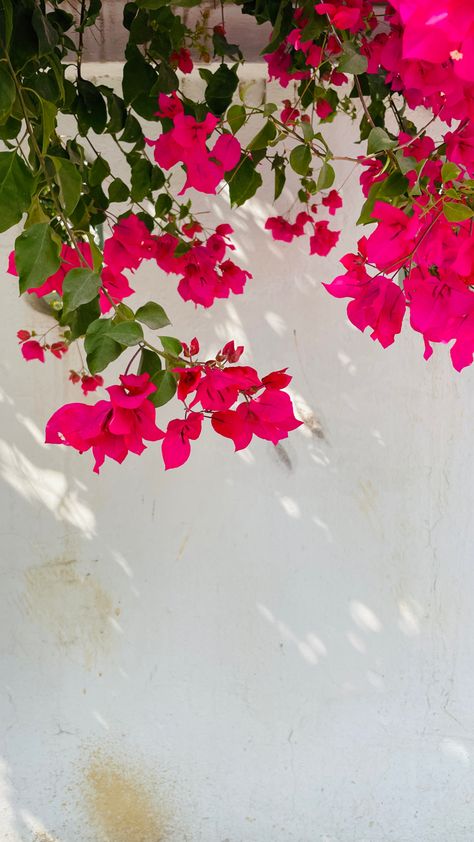 Bougainvillea Greece, Bougainvillea Wallpaper, Bougainvillea Aesthetic, Bougainvillea Painting, Boho Exterior, Bougainvillea Watercolor, White Bougainvillea, Bougainvillea Wedding, Bougainvillea Tree