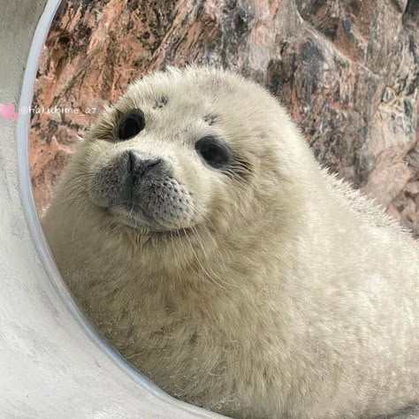 Seals Videos, Heartwarming Pictures, Cute Seals, Seal Pup, Baby Seal, Fandom Funny, Funny Doodles, Silly Animals, Sea Lion