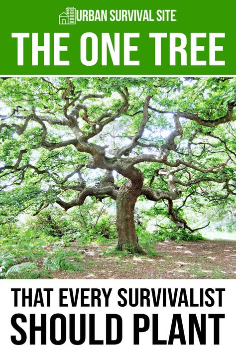 Many trees provide nutrition, medicine, and firewood. But which tree is the best? We answer this by examining several trees and ranking them. Prepper Food, Survival Skills Emergency Preparedness, White Pine Tree, Off Grid Survival, Regenerative Agriculture, Survival Skills Life Hacks, Emergency Preparedness Kit, Survival Ideas, Survival Life Hacks