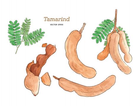 Tamarind water color hand draw sketch. P... | Premium Vector #Freepik #vector #food #water #hand #leaf Tamarind Illustration, Tamarind Drawing, Tamarind Vector, Tamarind Water, Modern Office Ideas, Tamarind Tree, Tamarind Fruit, Vegetable Drawing, Chip Packaging