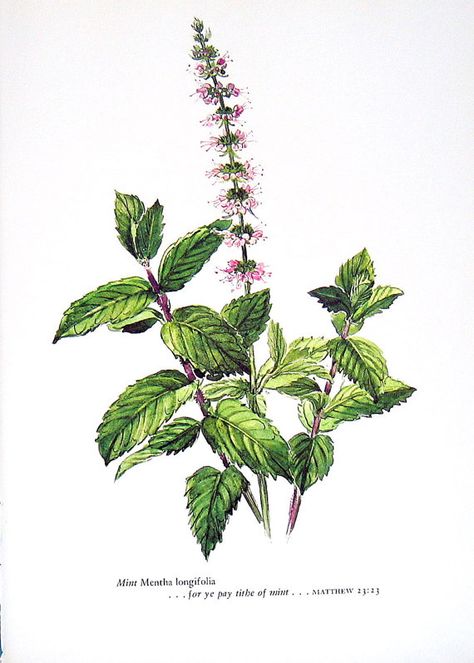 I love the tiny flowers and the resilience of mint. Also its great to make tea out of lol Herb Tattoo, Herbs Illustration, Scientific Drawing, Mint Flowers, Botanical Drawing, Mint Plants, Plant Tattoo, Plant Drawing, Plant Illustration