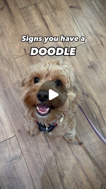 Hugo le Beau - Boston’s Cheeky Cockapoo on Instagram: "Real Life Teddy Bears 🧸

What’s got you going crazy for these curly haired cuties?

🤩

🐾

#doodledog #cockapoo #goldendoodle #labradoodle #bernadoodle #maltipoo #irishdoodle #cavapoo #poodlemix #yorkipoo #shipoo #whoodle #pomapoo #aussiedoodle #schnoodle #havapoo #shihpoo #poochon #whoodle #cobberdog #spoodle #doodlemom #doodledad #doodledogs #dogsarefamily #dogsarelife #dogmom #dogparent #dogdad #bestdogever 
Happy fluffy doodle dog" Funny Cockapoo Videos, Golden Doodle Haircut Before And After, Teddy Bear Cut Cavapoo, Shipoo Dogs, Cockapoo Haircut Styles, Cockapoo Full Grown, Funny Labradoodle, Merle Cockapoo, Labradoodle Haircut Style