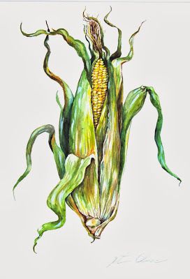 Corn Painting, Watercolor Food Illustration, Vegetable Painting, Vegetable Illustration, Corn Cob, Watercolor Food, Watercolor Fruit, Food Painting, Watercolor Ideas