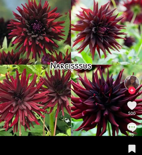 Rare Flowers Names, Fantasy Flower Names, Flower And Their Names, Flower Species Chart, Names That Mean Flower, Pretty Flowers Pictures, Flower Chart, List Of Flowers, Plant Fungus