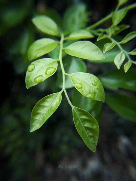 Foliage Photography, Vase Painting, Leaf Photography, Nose Piercing Jewelry, Forest Photography, Small Leaf, Leaf Nature, Nature Aesthetic, Nose Piercing