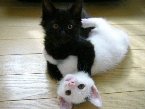 Black Cat And White Cat, Cat Together, White And Black Cat, Cat Couple, Cat Cuddle, Forest Cat, White Kittens, White Cats, Kittens Funny