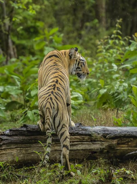 Tiger Climbing, Climbing A Tree, Tree Logs, Tiger Pictures, Tiger Tattoo, Animal Care, Animal Kingdom, A Tree, Feline