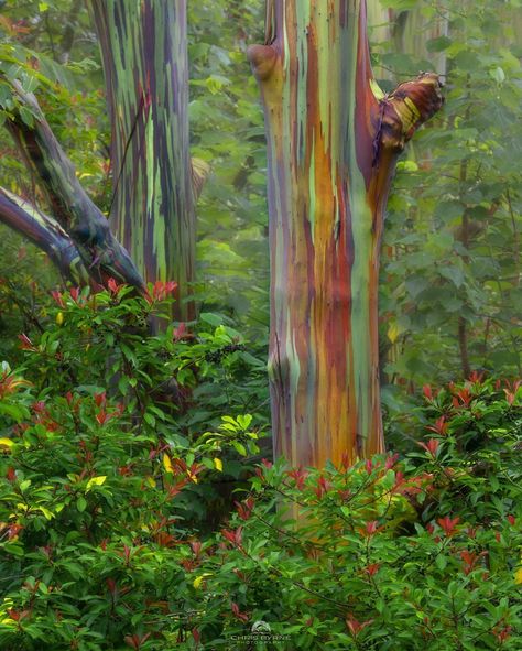 Rainbow Eucalyptus Tree Maui, Rainbow Eucalyptus Tree Hawaii, Australian Forest, Rainbow Trees, Rainbow Eucalyptus Tree, Macro Photography Insects, Running Pictures, Rainbow Eucalyptus, Tree Story